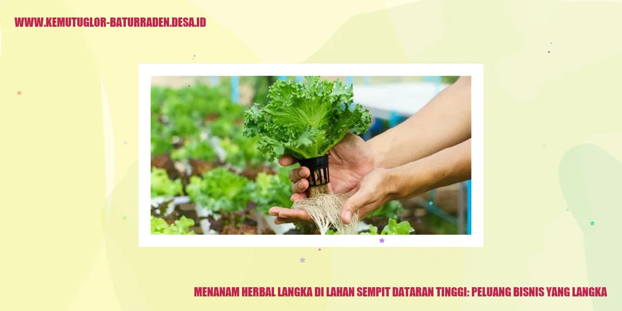 Menanam Herbal Langka di Lahan Sempit Dataran Tinggi: Peluang Bisnis yang Langka