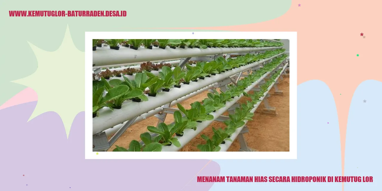 Tanaman Hias Hidroponik