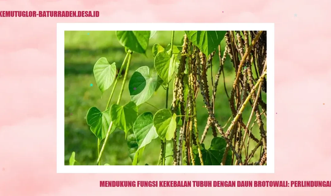 Mendukung Fungsi Kekebalan Tubuh dengan Daun Brotowali: Perlindungan Alami