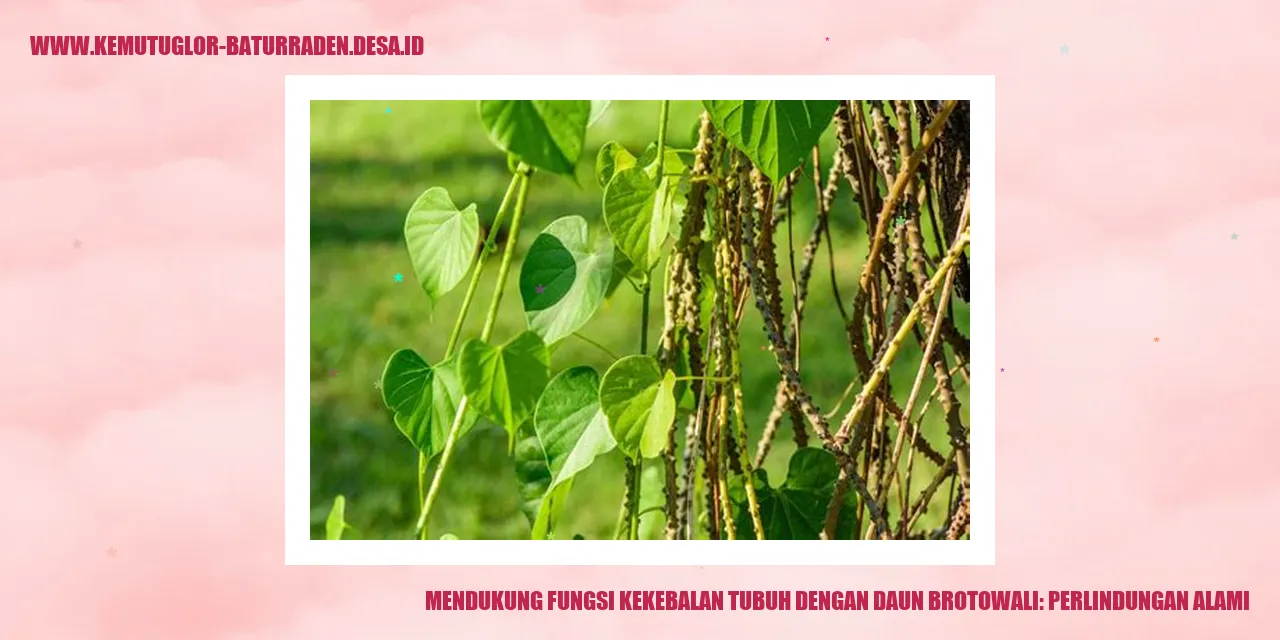 Daun Brotowali