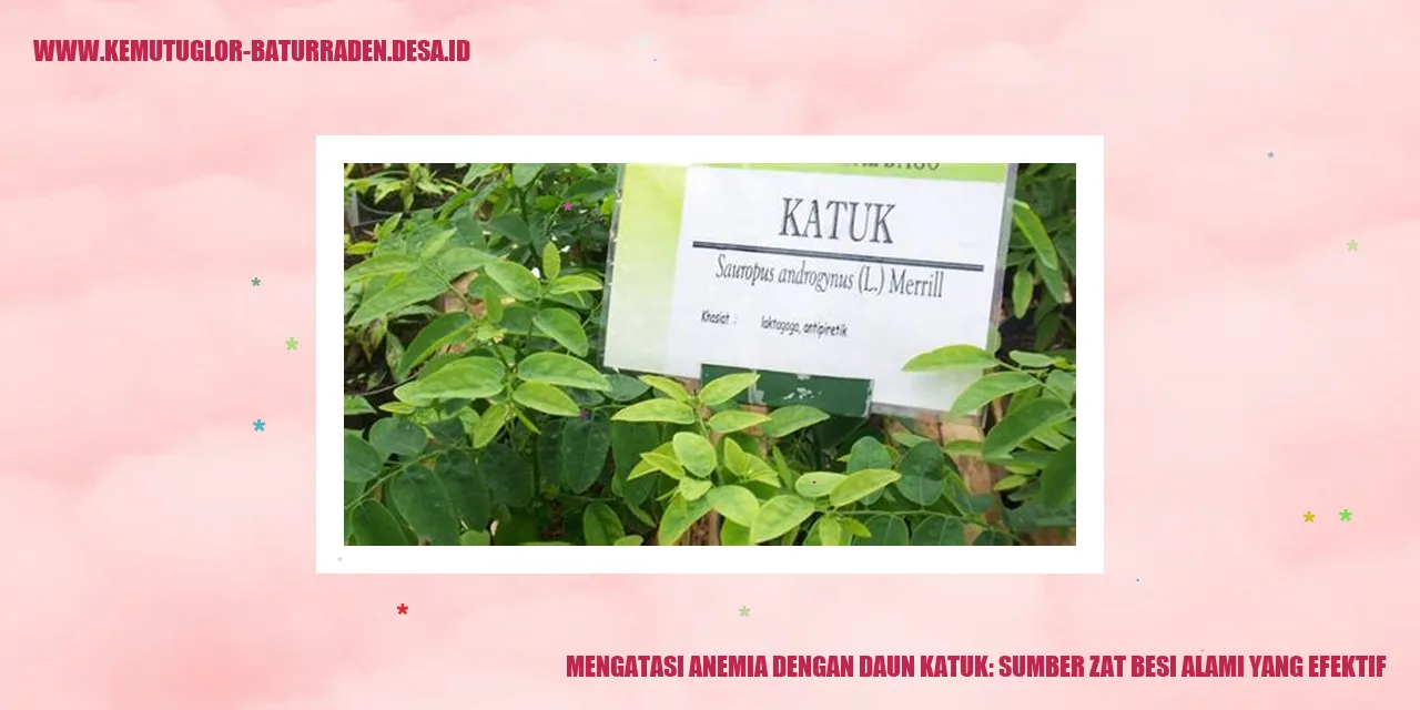 Daun Katuk
