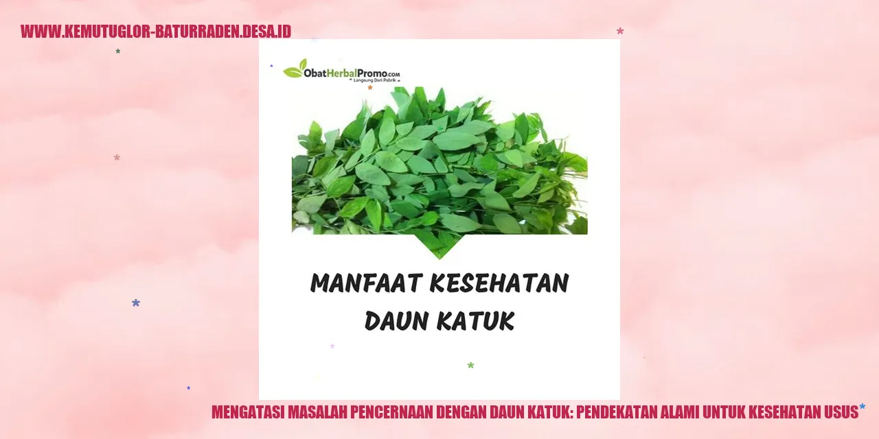 Daun Katuk
