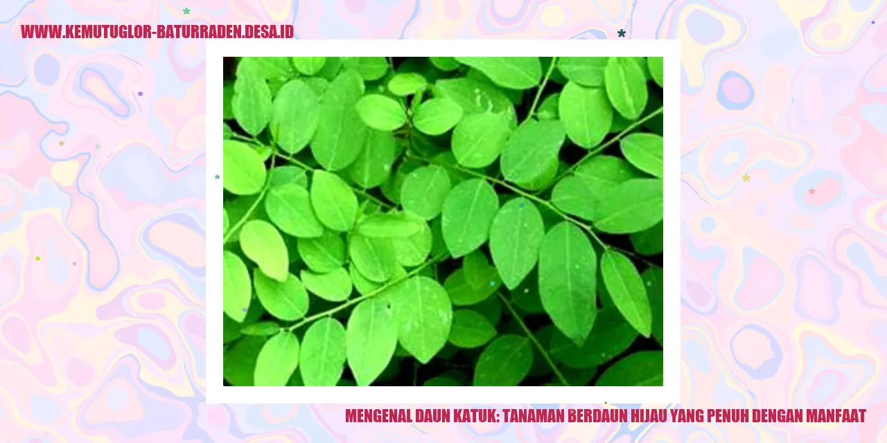 Daun Katuk