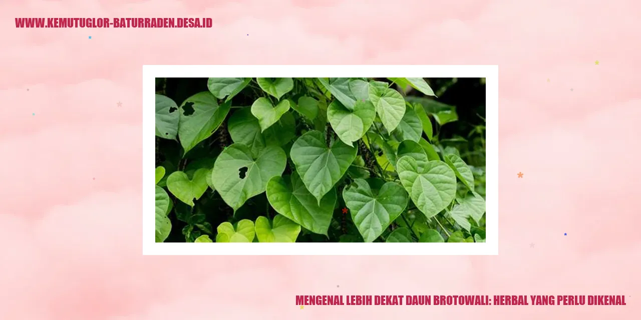 Daun Brotowali