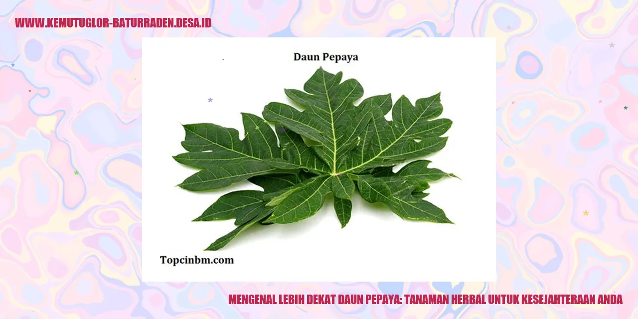 Gambar Daun Pepaya
