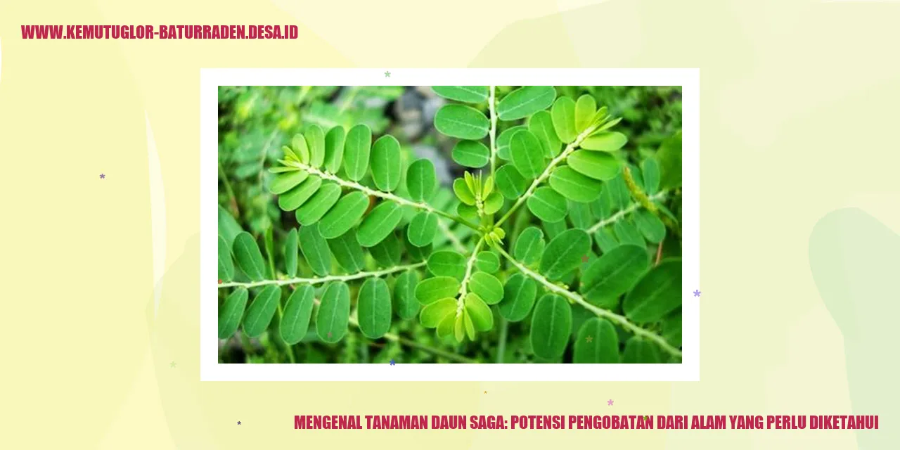 Tanaman Daun Saga