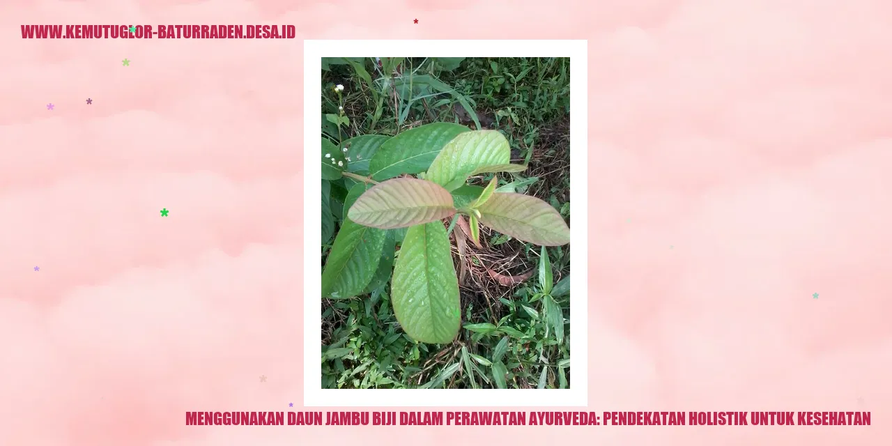 Gambar Daun Jambu Biji