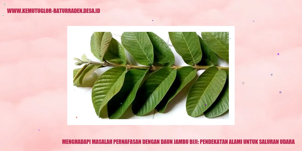 Daun Jambu Biji