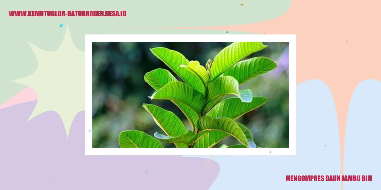 Mengompres Daun Jambu Biji