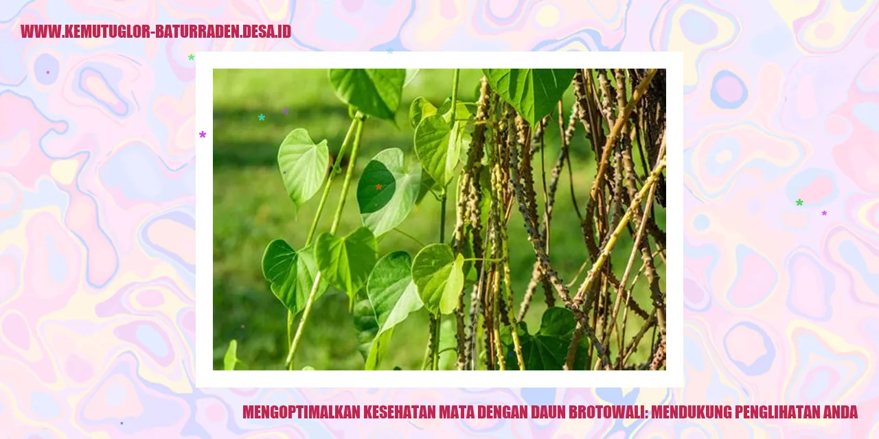 Mengoptimalkan Kesehatan Mata dengan Daun Brotowali: Mendukung Penglihatan Anda