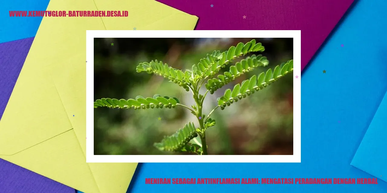 Meniran sebagai Antiinflamasi Alami: Mengatasi Peradangan dengan Herbal