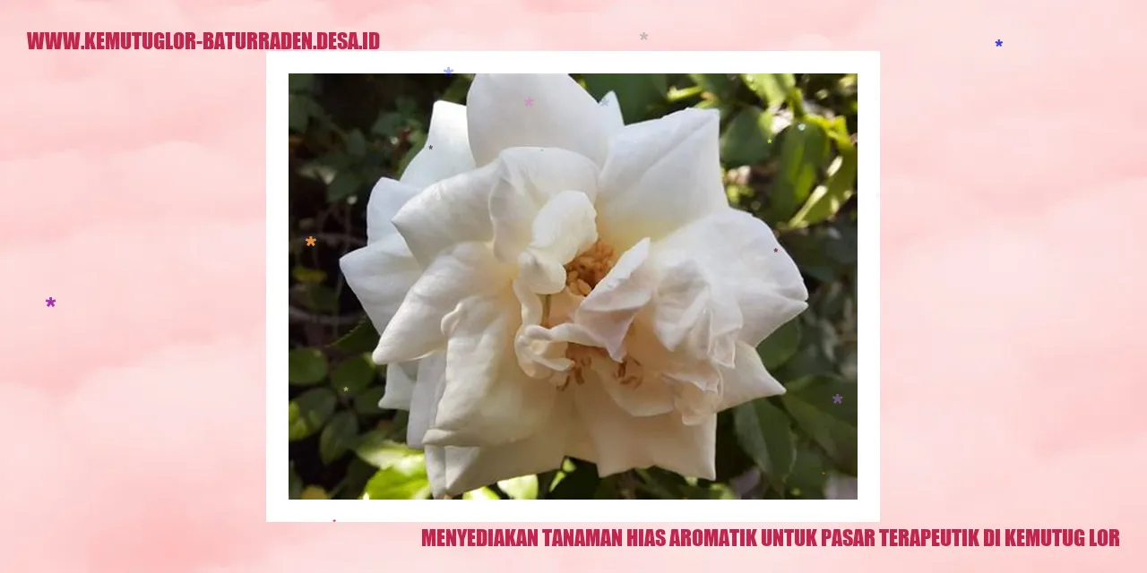 Tanaman Hias Aromatik