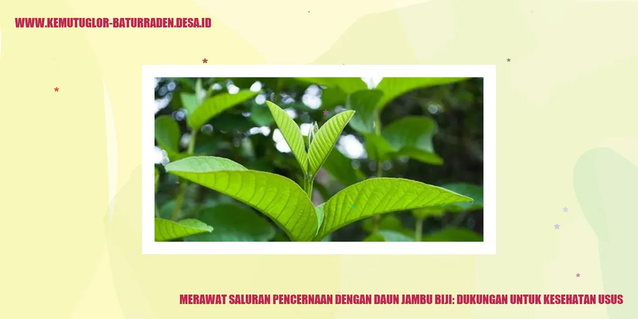 Daun Jambu Biji