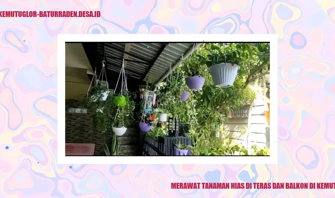 MERAWAT TANAMAN HIAS DI TERAS DAN BALKON DI KEMUTUG LOR