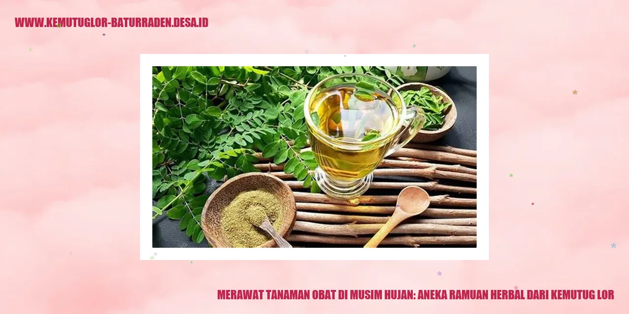 Tanaman Obat di Musim Hujan