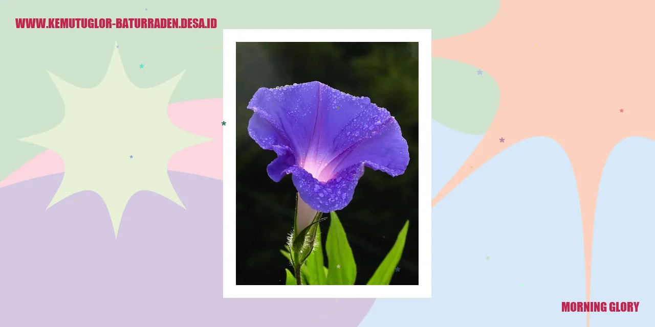 Morning Glory