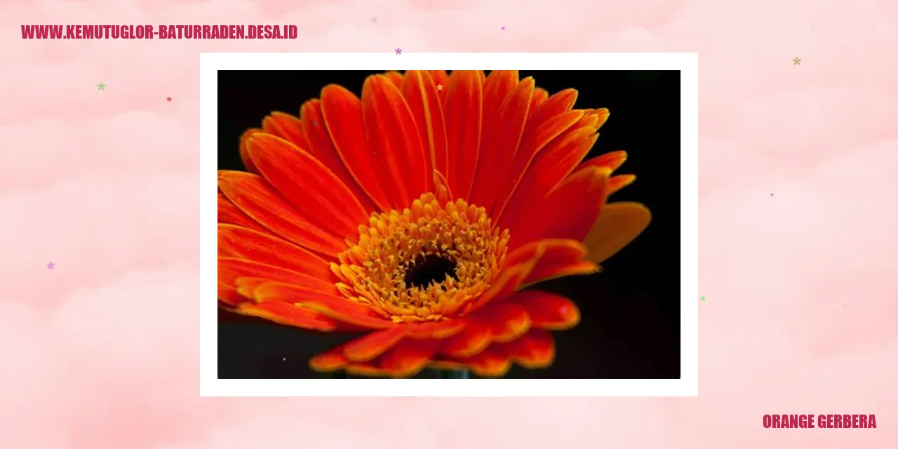 Gerbera Oranye