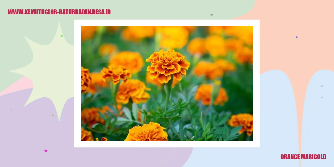 Bunga Marigold Oranye