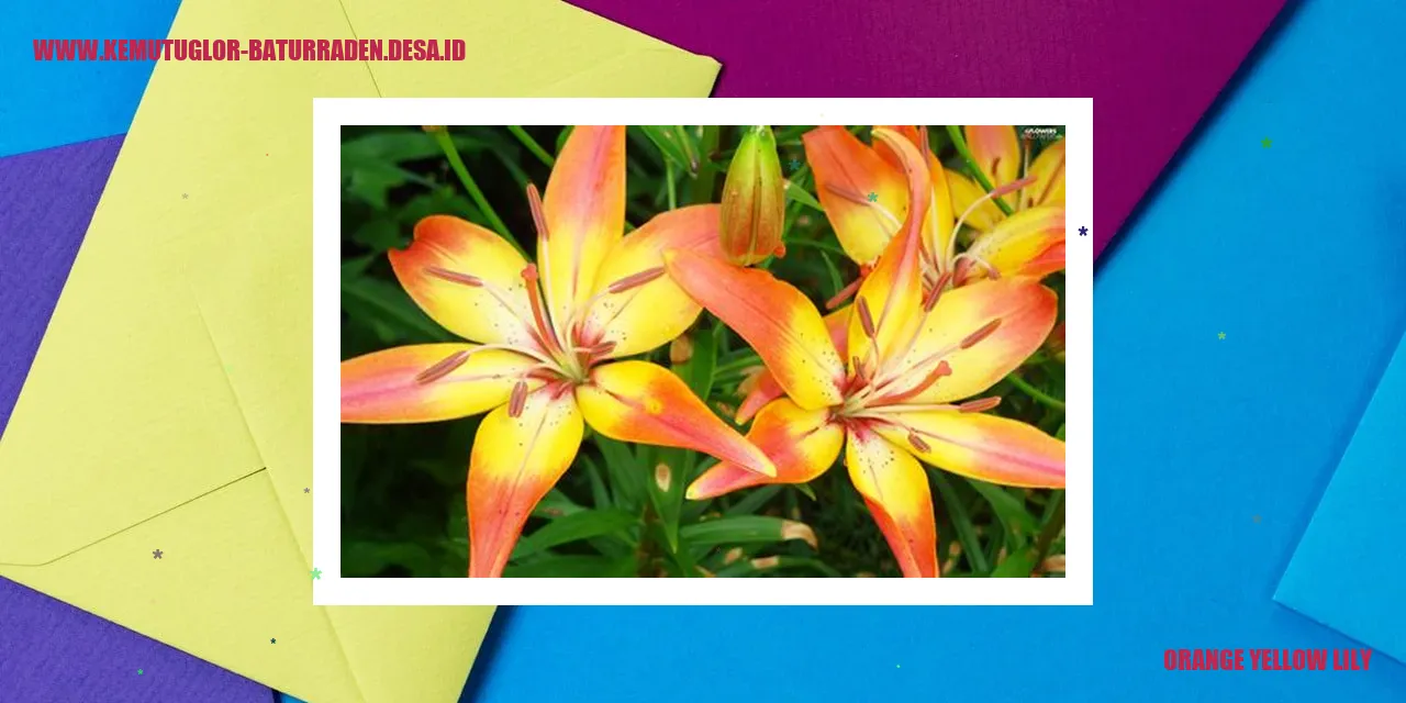 Lily Kuning Oranye