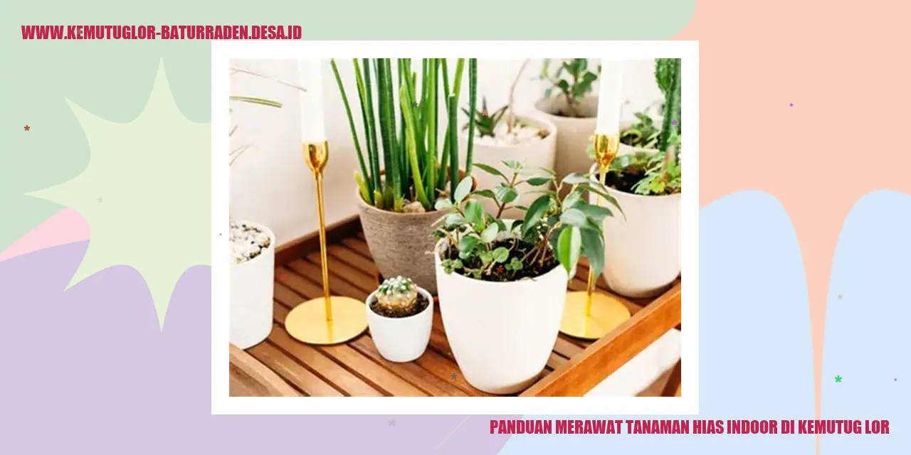 Tanaman Hias Indoor