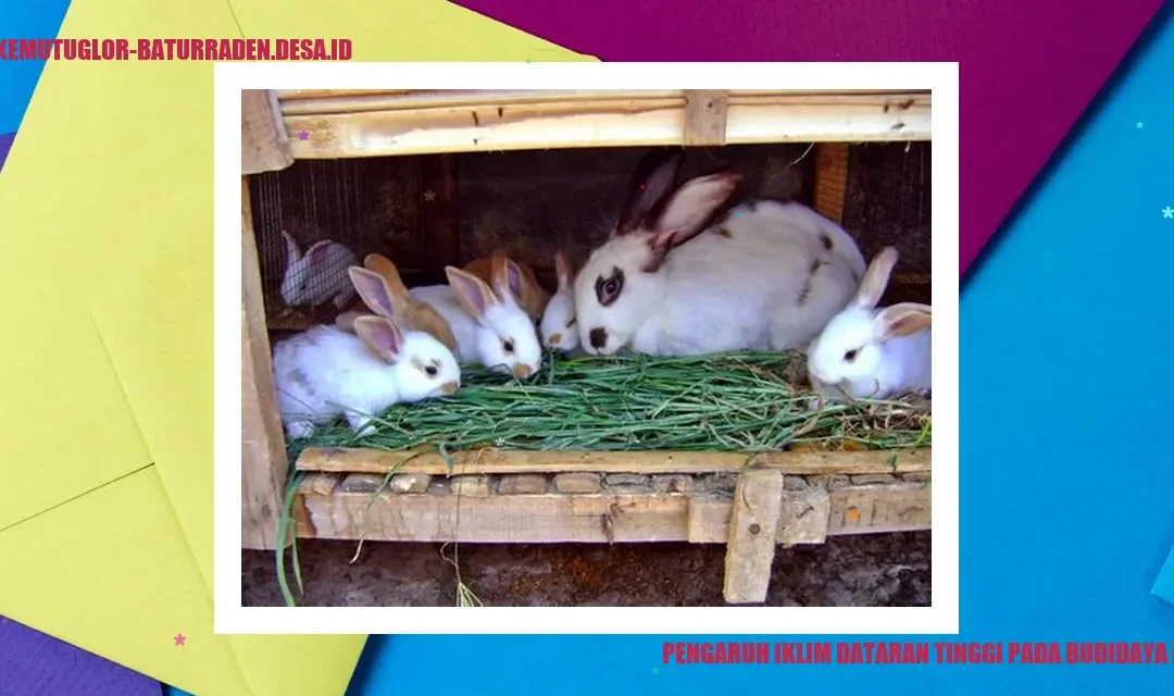 Pengaruh Iklim Dataran Tinggi pada Budidaya Kelinci