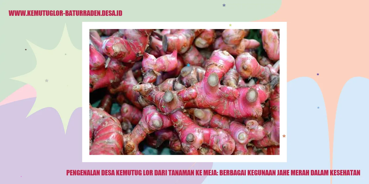 Pengenalan Desa Kemutug Lor Dari Tanaman ke Meja: Berbagai Kegunaan Jahe Merah dalam Kesehatan