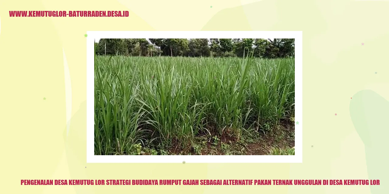 Desa Kemutug Lor Strategi Budidaya Rumput Gajah