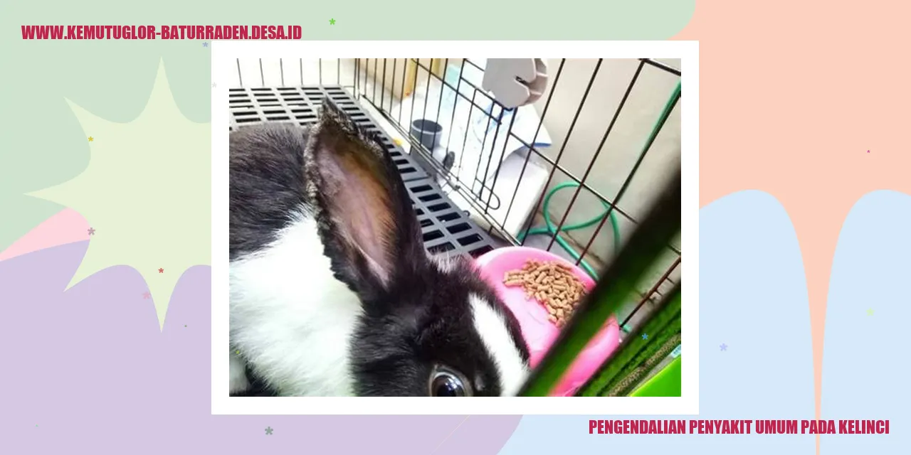 Kelinci Sehat