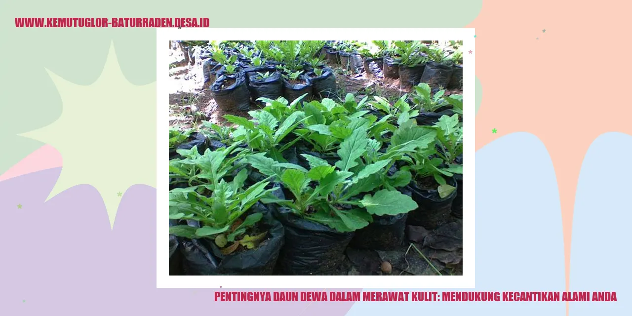 Daun Dewa