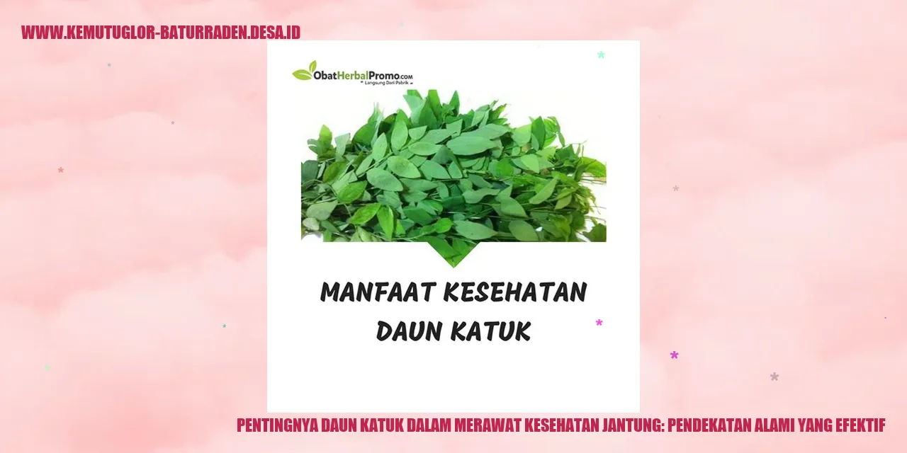 Daun Katuk