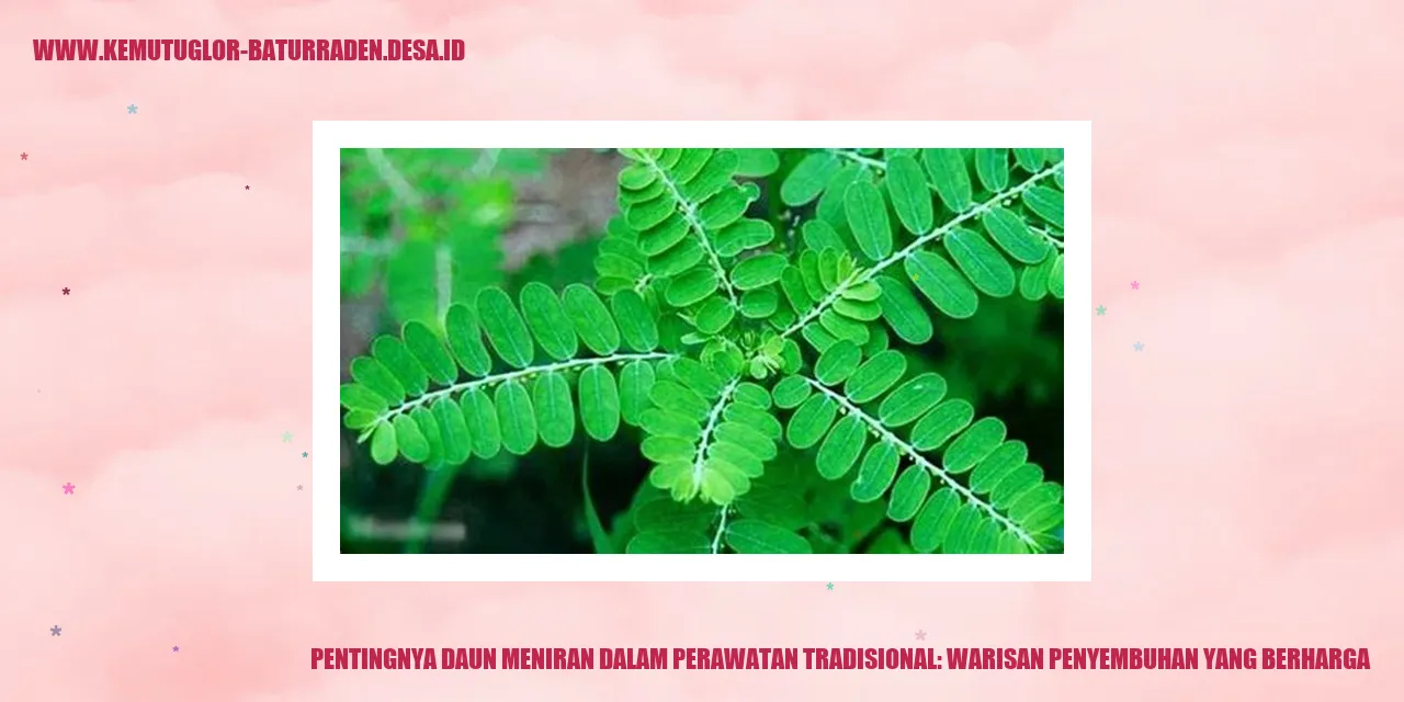 Daun Meniran