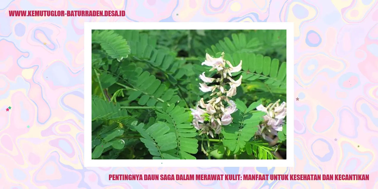 Daun Saga