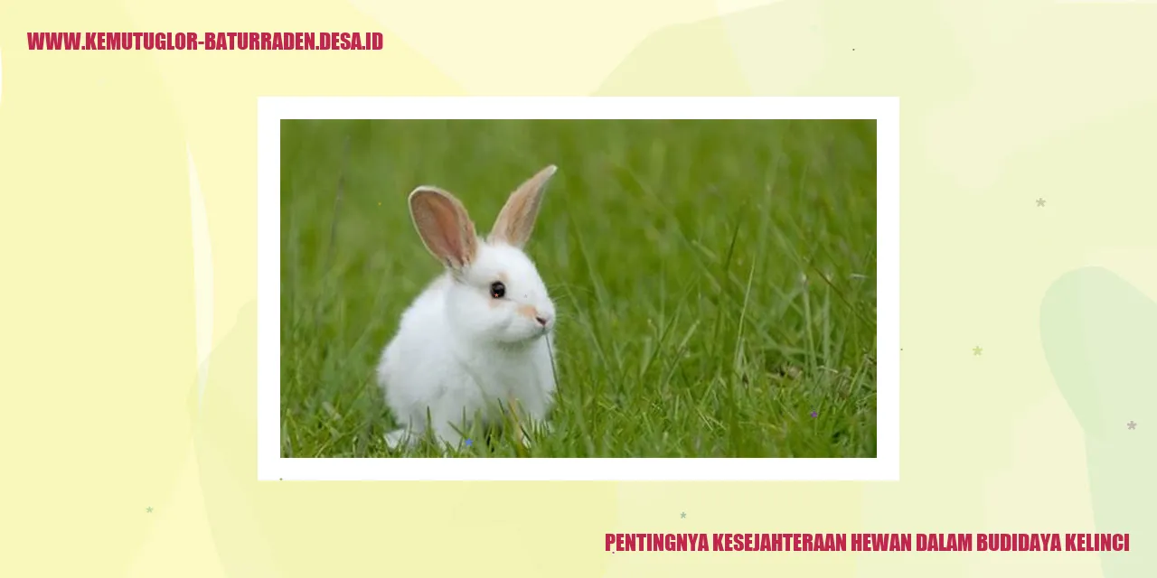 Gambar Kelinci