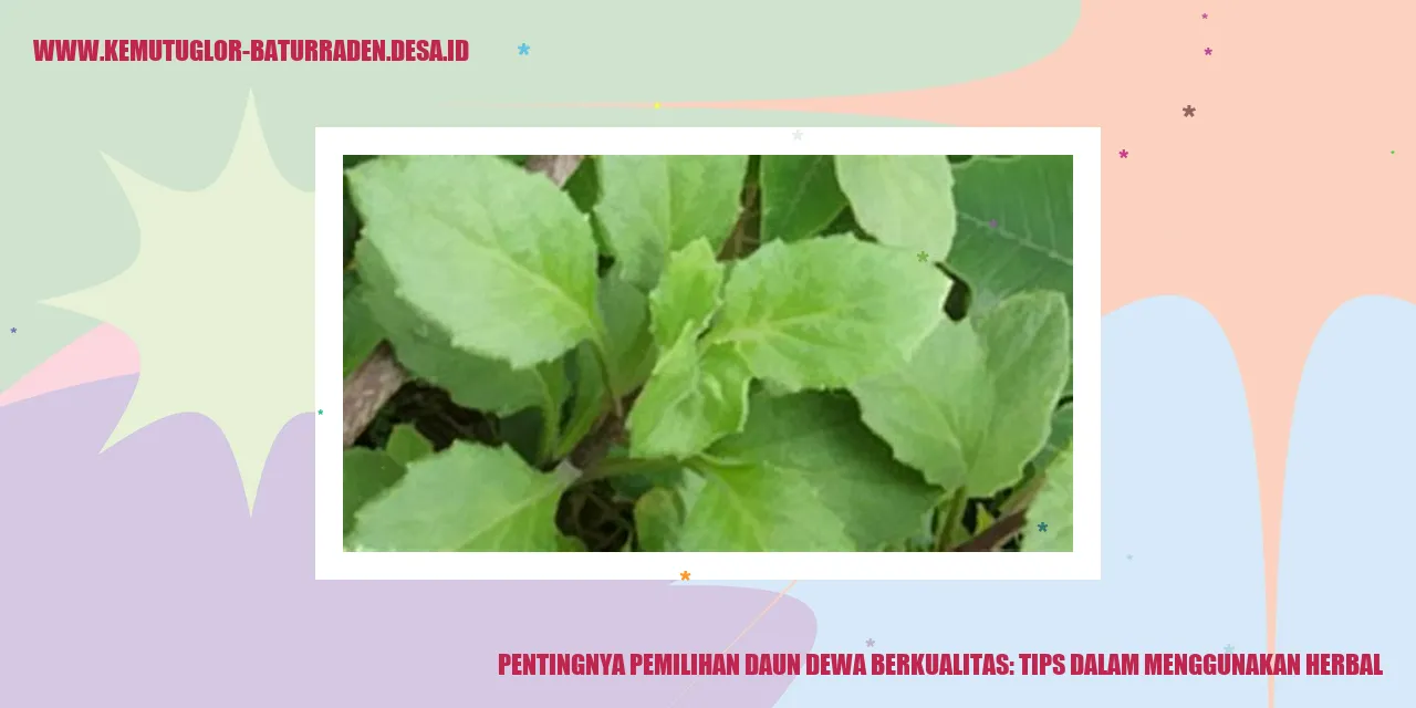 Daun Dewa Segar