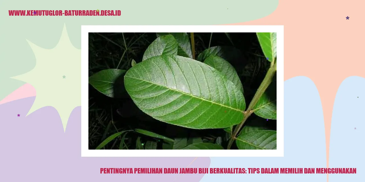 Daun Jambu Biji