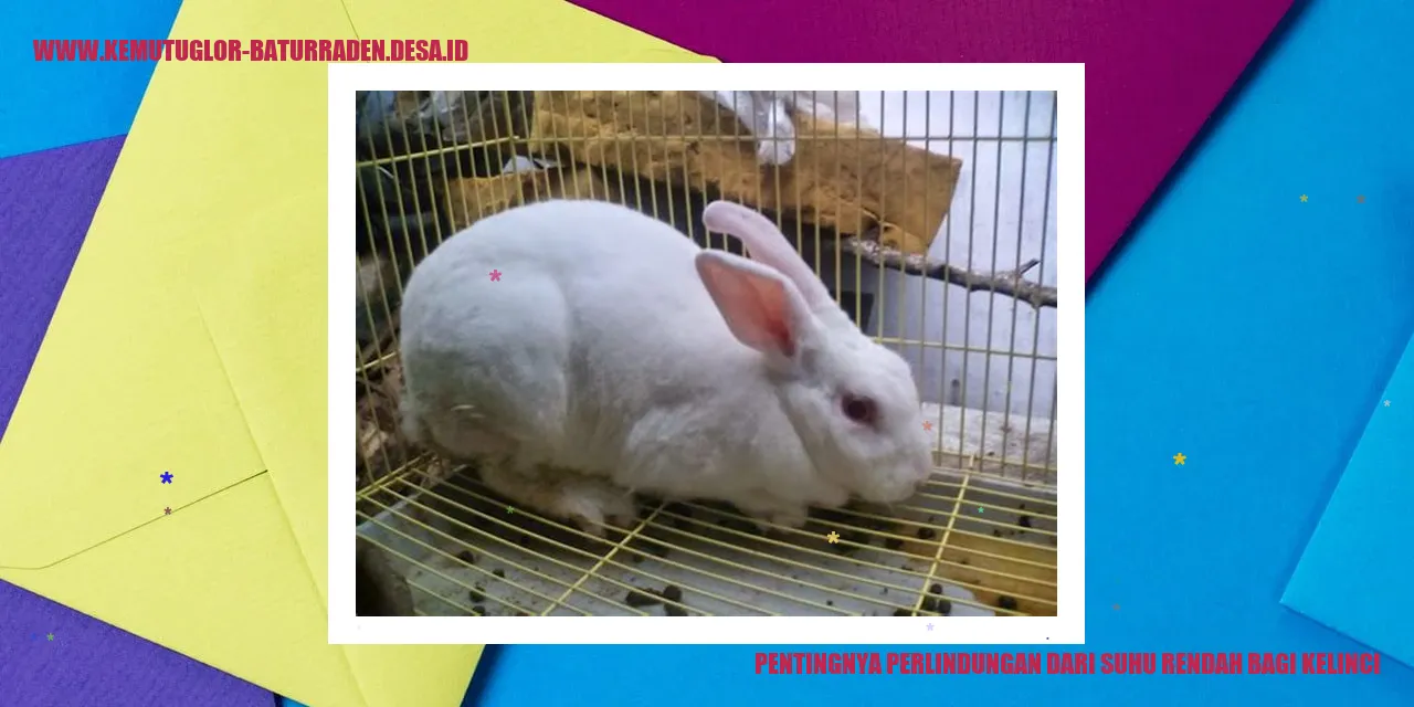 kelinci di bawah selimut