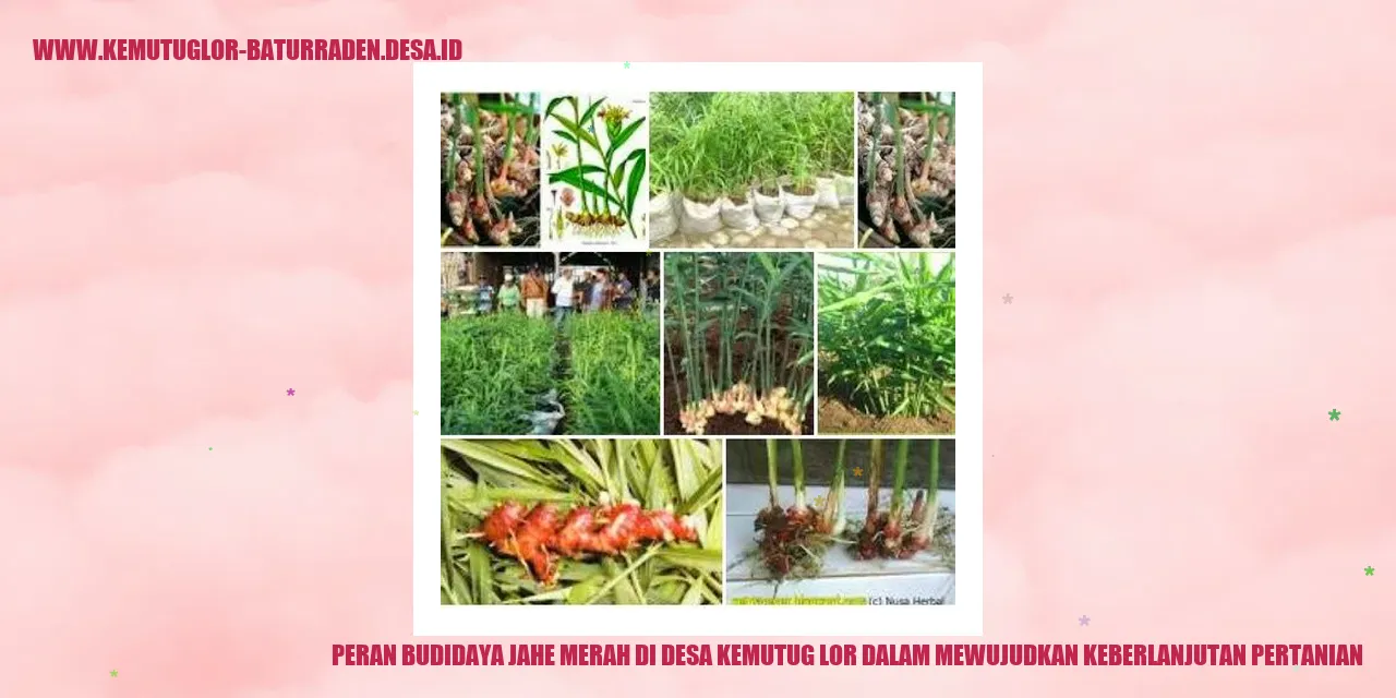 Peran Budidaya Jahe Merah di Desa Kemutug Lor