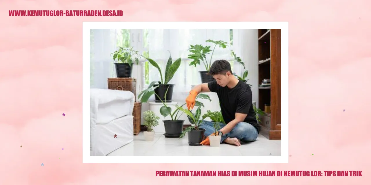 Tanaman Hias di Musim Hujan