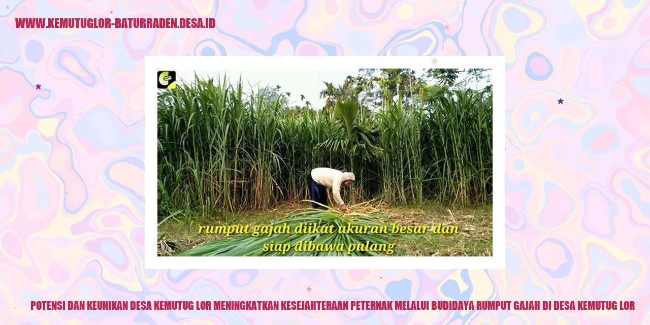 Potensi dan Keunikan Desa Kemutug Lor Meningkatkan Kesejahteraan Peternak Melalui Budidaya Rumput Gajah di desa kemutug lor