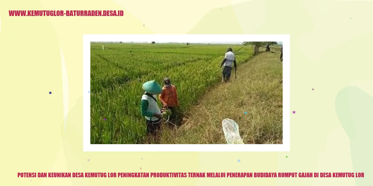 Potensi dan Keunikan Desa Kemutug Lor Peningkatan Produktivitas Ternak Melalui Penerapan Budidaya Rumput Gajah