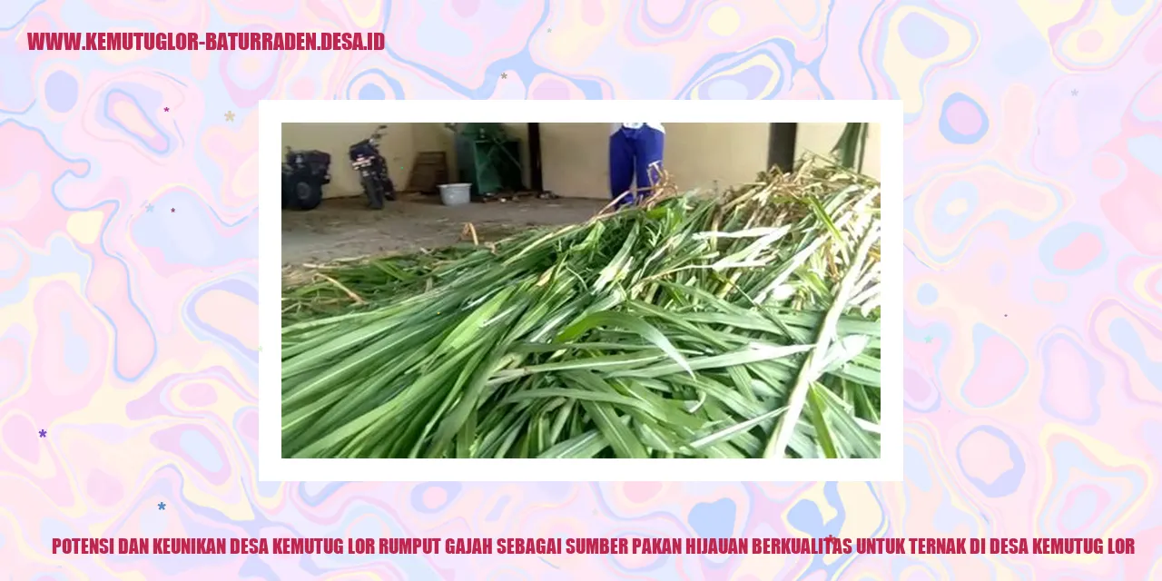 Potensi Keunikan Desa Kemutug Lor Rumput Gajah Sumber Pakan Hijauan untuk Ternak