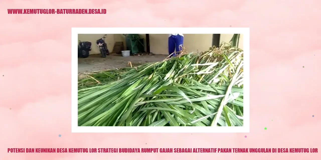 Potensi dan Keunikan Desa Kemutug Lor Strategi Budidaya Rumput Gajah sebagai Alternatif Pakan Ternak Unggulan di desa kemutug lor