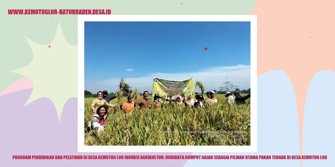 Gambar Budidaya Rumput Gajah