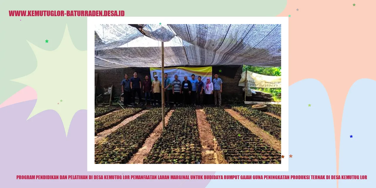 Gambar Rumput Gajah di Desa Kemutug Lor