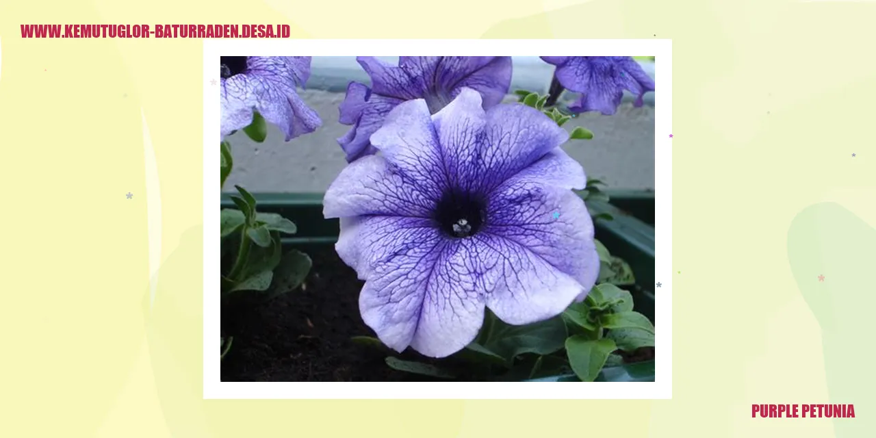 Petunia Ungu