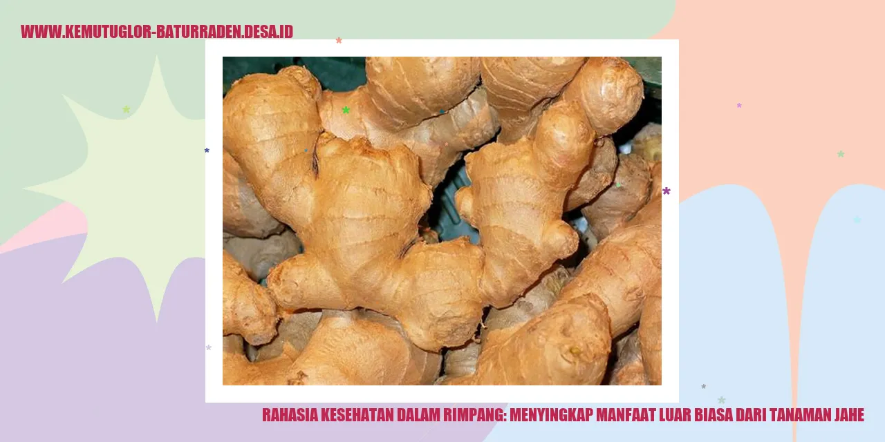 Rahasia Kesehatan dalam Rimpang: Menyingkap Manfaat Luar Biasa dari Tanaman Jahe