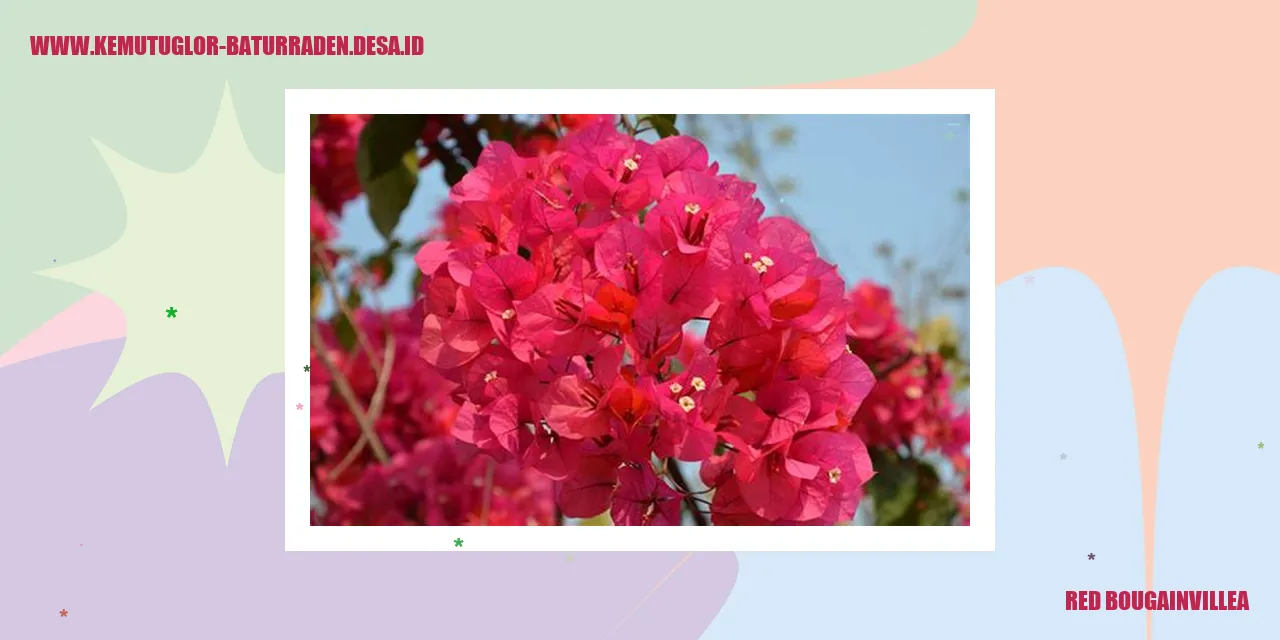 Bougainvillea Merah