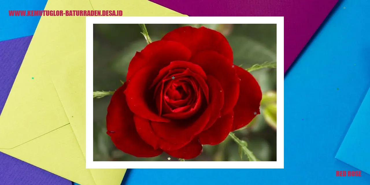 Mawar Merah