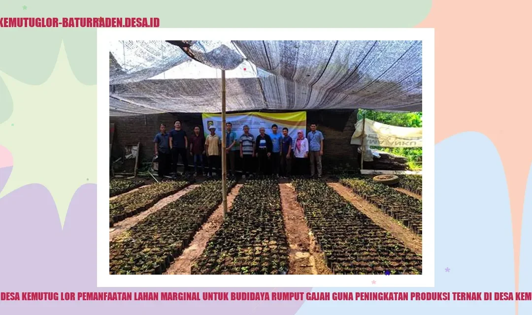 Pemanfaatan Lahan Marginal untuk Ternak Rumput Gajah