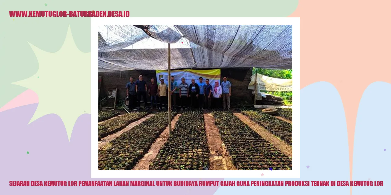 Pemanfaatan Lahan Marginal untuk Budidaya Rumput Gajah